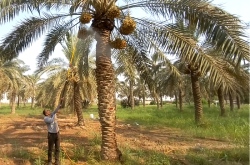  دستیابی به دانش فنی تولید نانوامولسیون اسانس روغنی رزماری و کاربرد آن در کاهش فساد پس از برداشت پرتقال